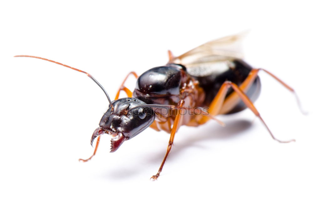 Similar – Image, Stock Photo Cheeeeeeeese! Wasps Animal