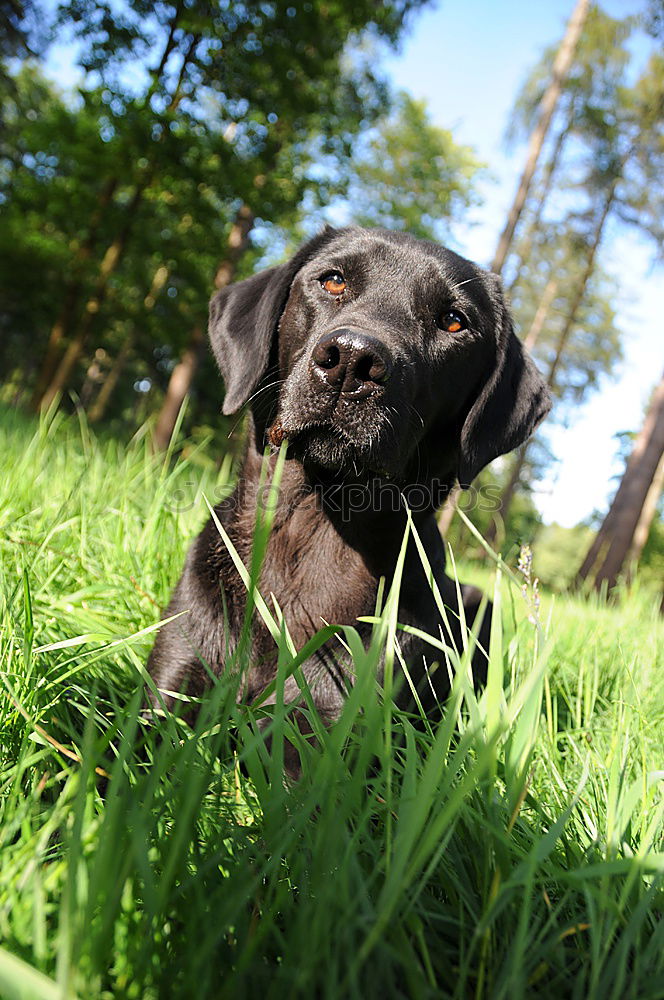 Similar – Image, Stock Photo playful pt.4 Dog Animal