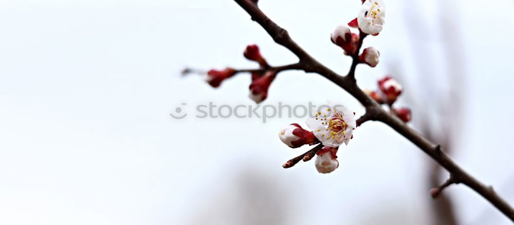 Similar – Foto Bild frühlingsgefühle…