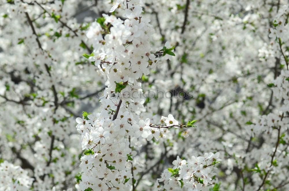 Similar – Image, Stock Photo Spring awakens Environment