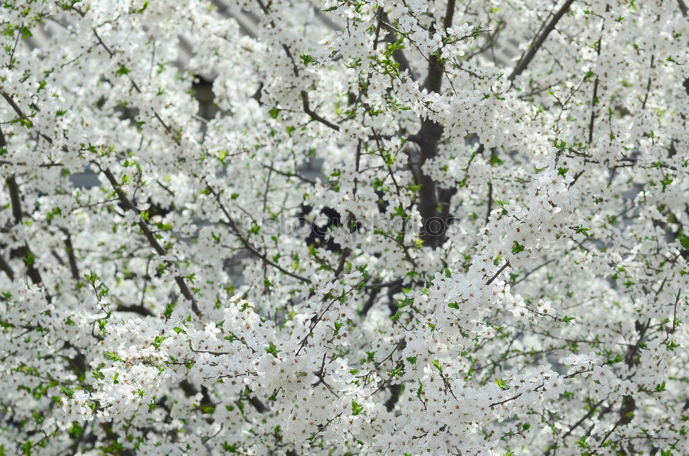 Similar – Foto Bild Der Frühling zeigt sein buntes Band…