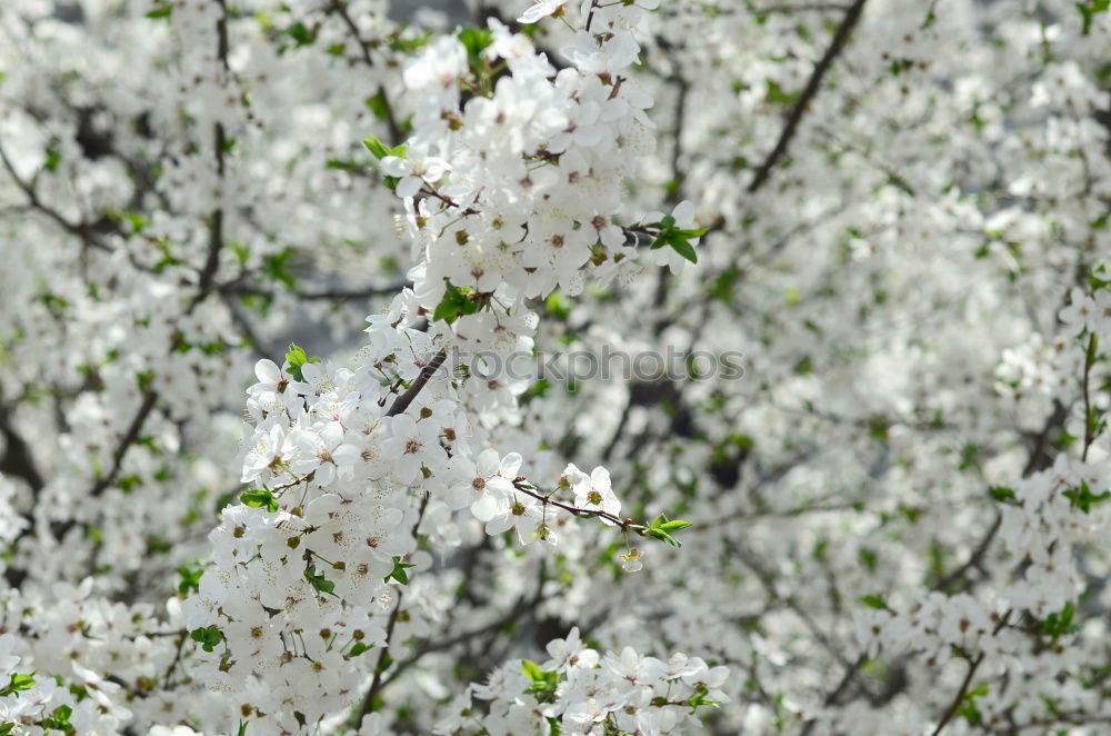 Similar – Image, Stock Photo Spring awakens Environment