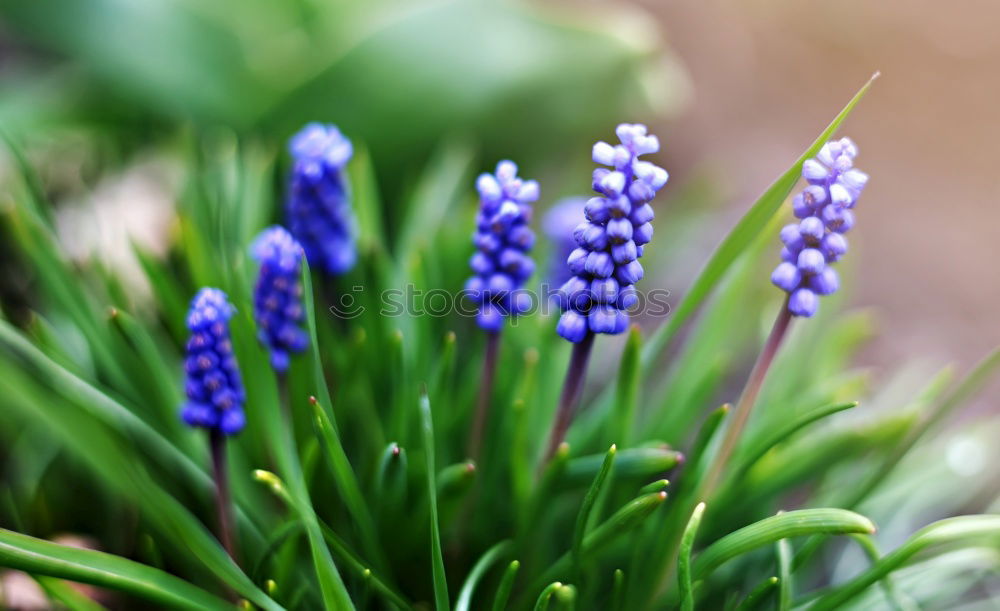 Similar – Image, Stock Photo lavender Lavender Green