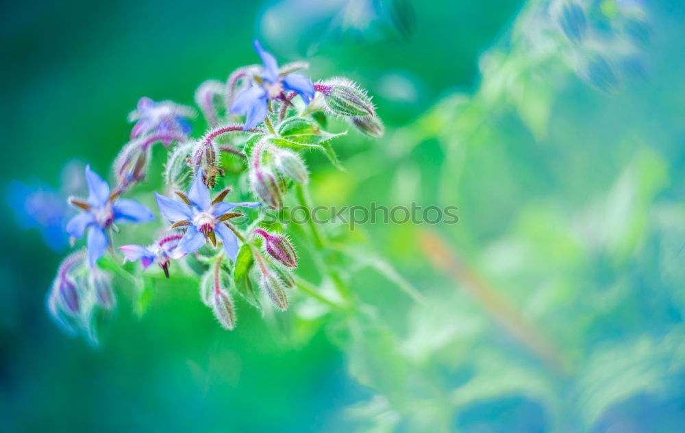 Similar – Image, Stock Photo lavender Nature Summer