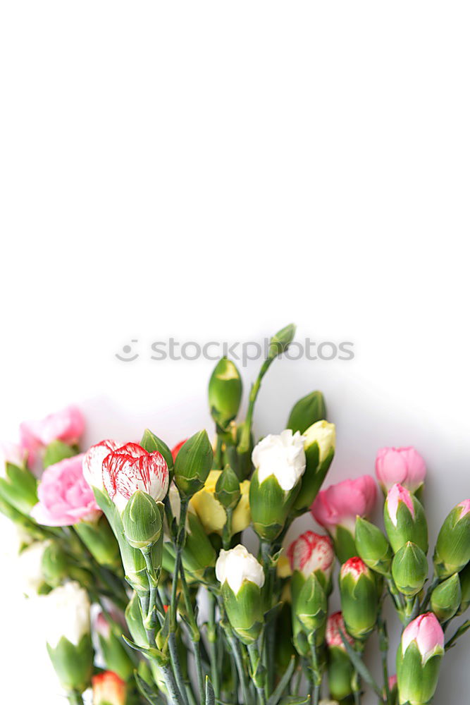 Similar – tulips Lifestyle