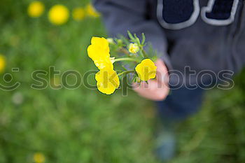 Similar – Image, Stock Photo Taraxacum Blossom Flower