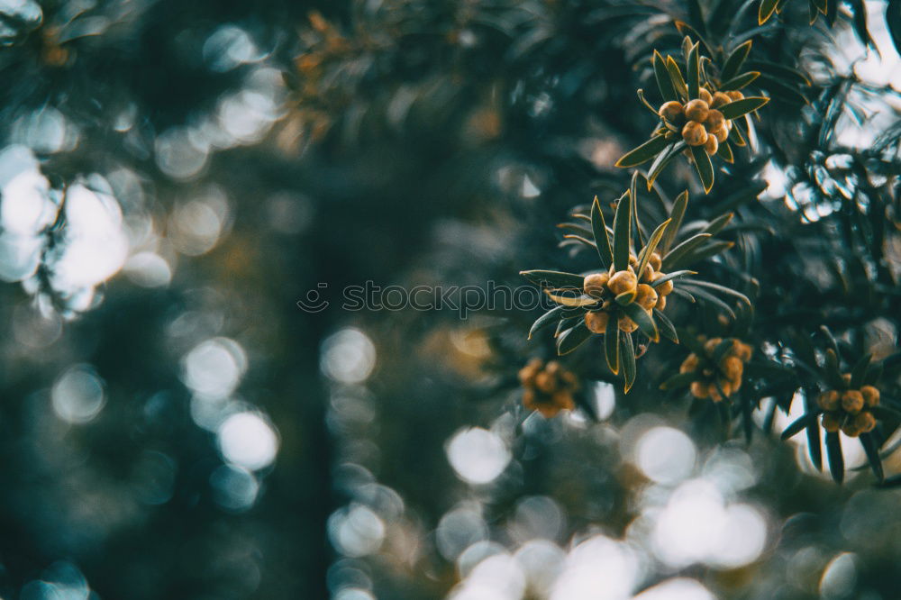 Similar – Image, Stock Photo hands holding plumeria flowers in hands in tropical forest