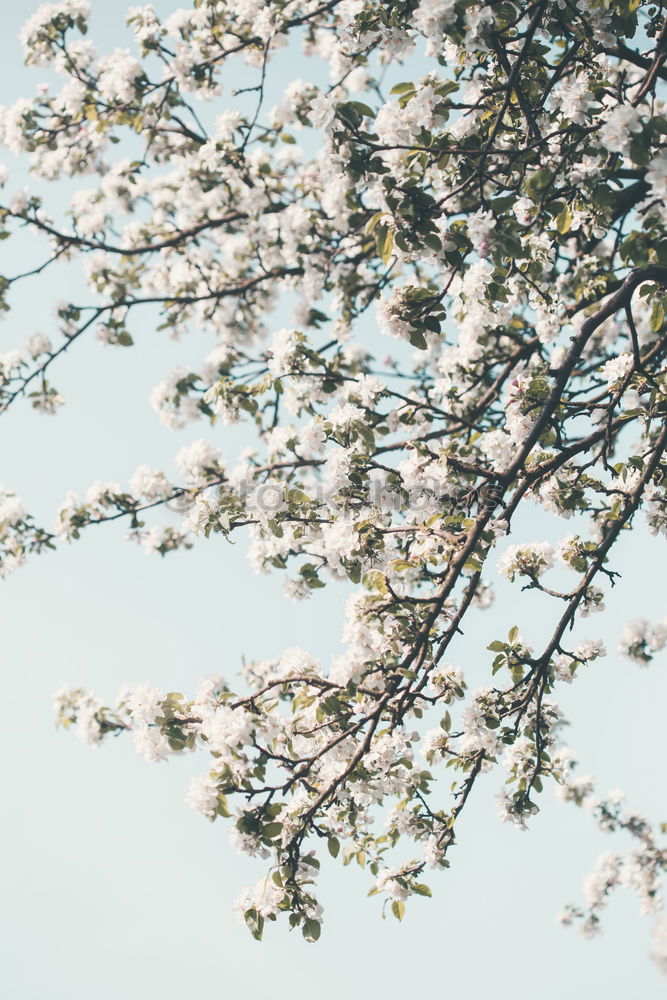 Similar – Spring. Fruit trees twigs with buds and flowers