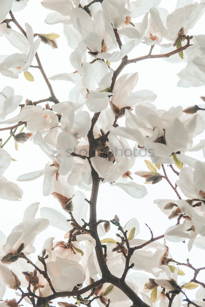 Similar – inception Blossom Tree