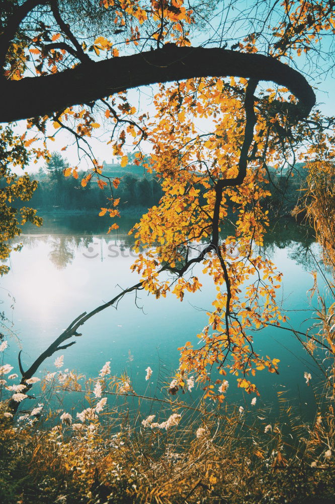 Similar – Image, Stock Photo the tree Tree Lake Green