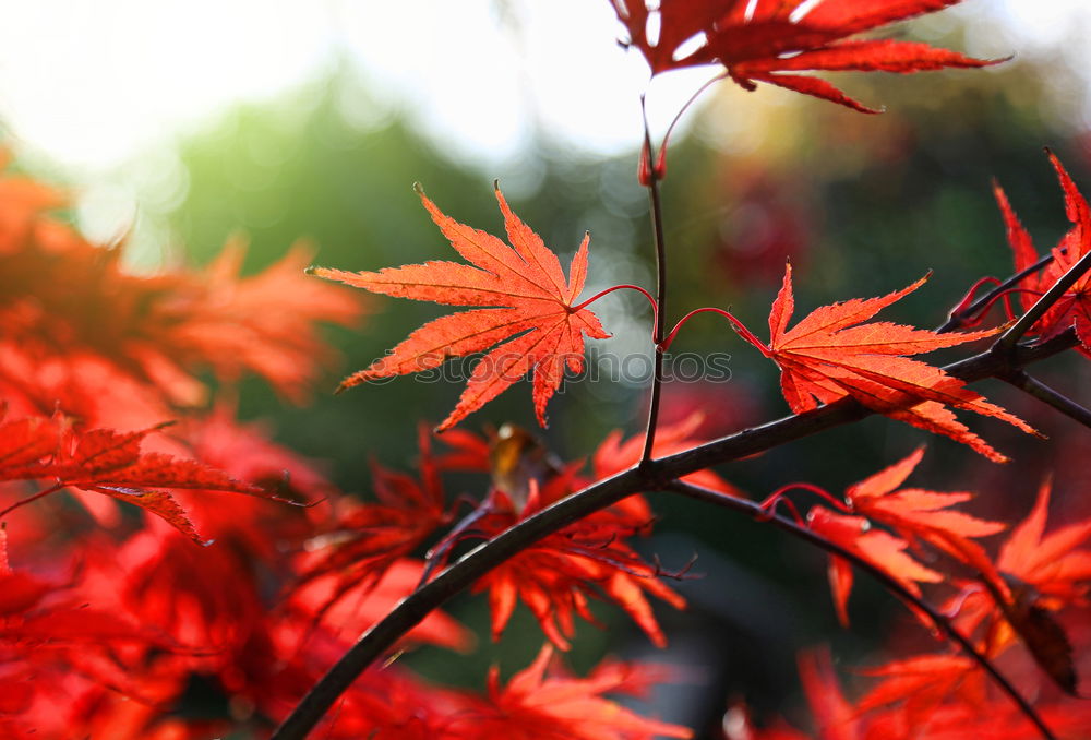 Similar – Red maple Environment