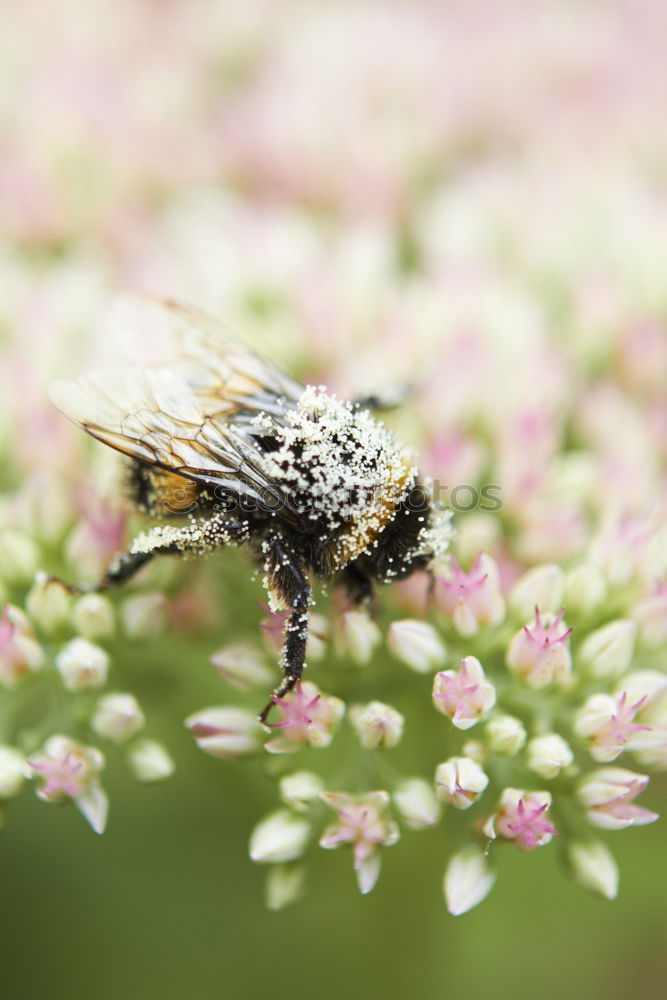 Similar – Foto Bild Honigbiene hautnah Biene