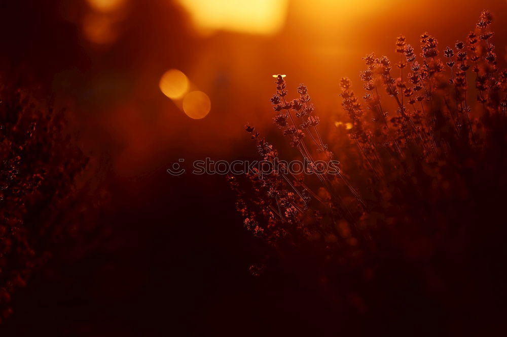 Similar – Image, Stock Photo meadow Flower Meadow Plant