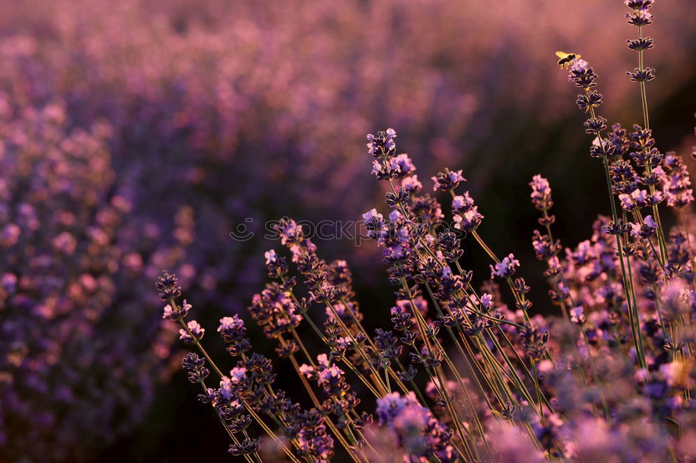 Similar – Lavender blossoms in the light of the setting sun