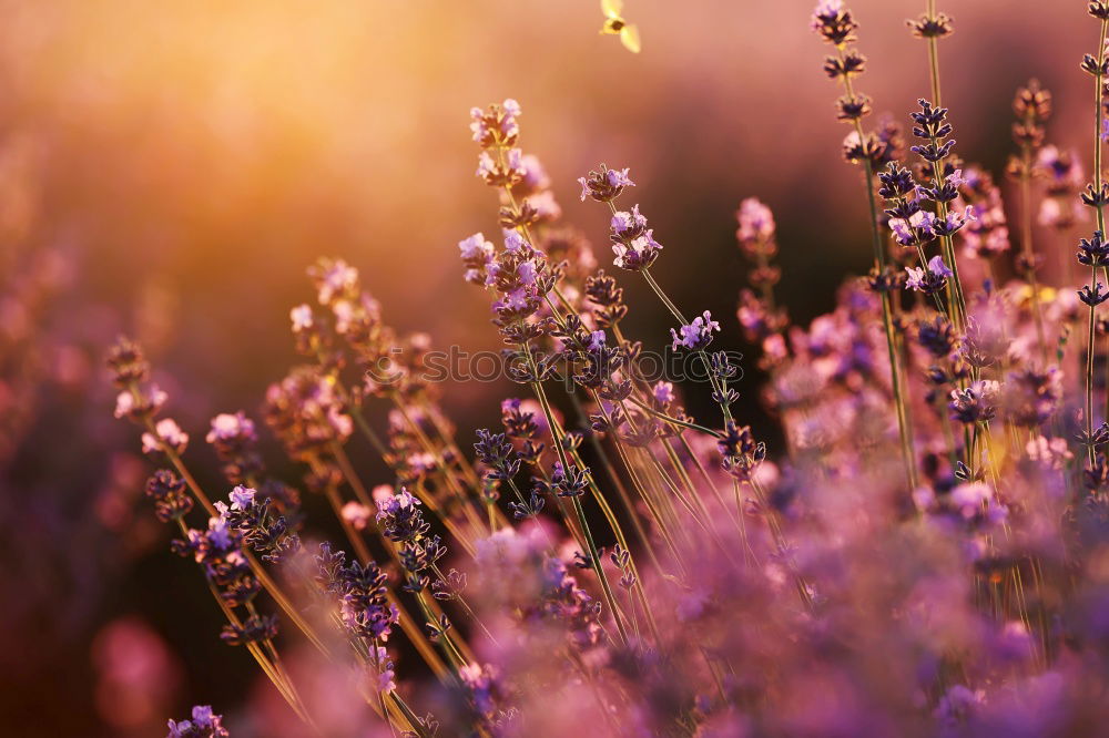 Lavender blossoms in the light of the setting sun