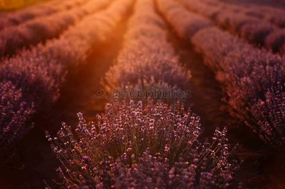 Similar – Lavender blossoms in the light of the setting sun