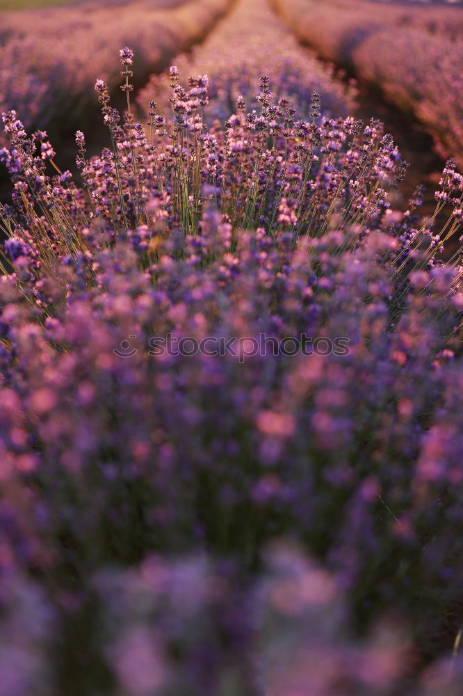 Similar – Lavender blossoms in the light of the setting sun