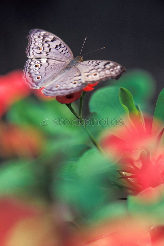 Similar – Image, Stock Photo Malachite butterfly on red blossom