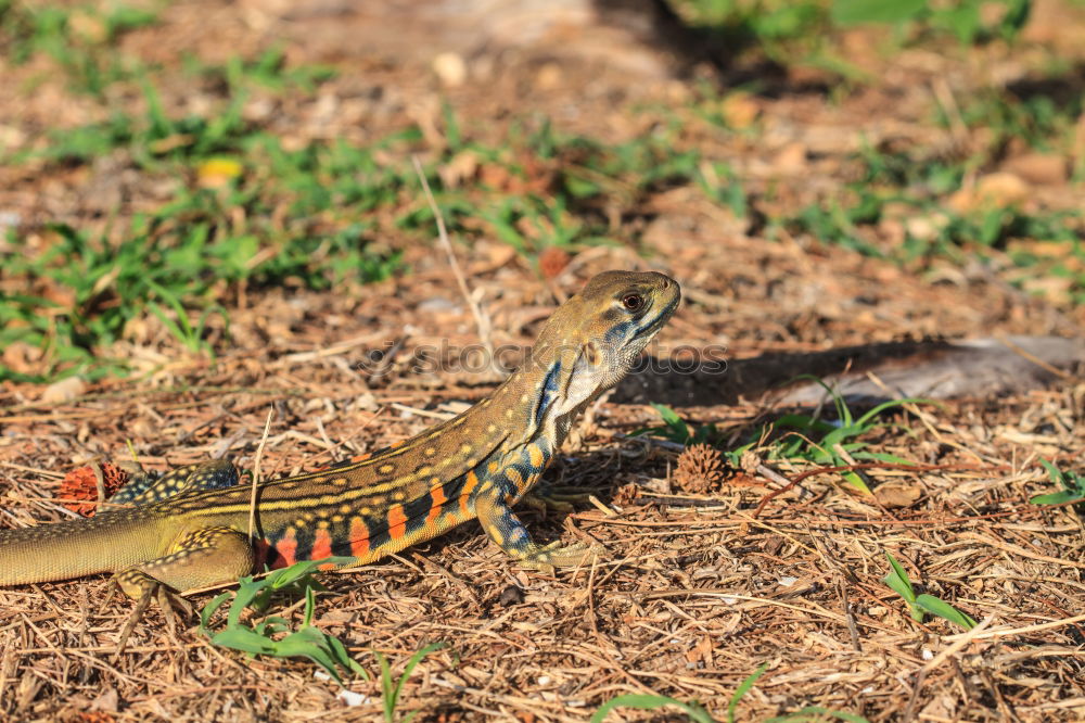 Similar – Image, Stock Photo wall lizard on a trunk 1