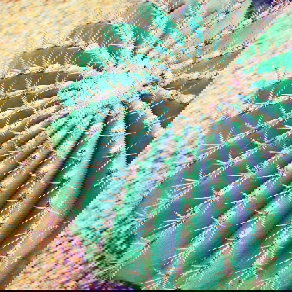 Similar – Image, Stock Photo For Ulli Cactus Song