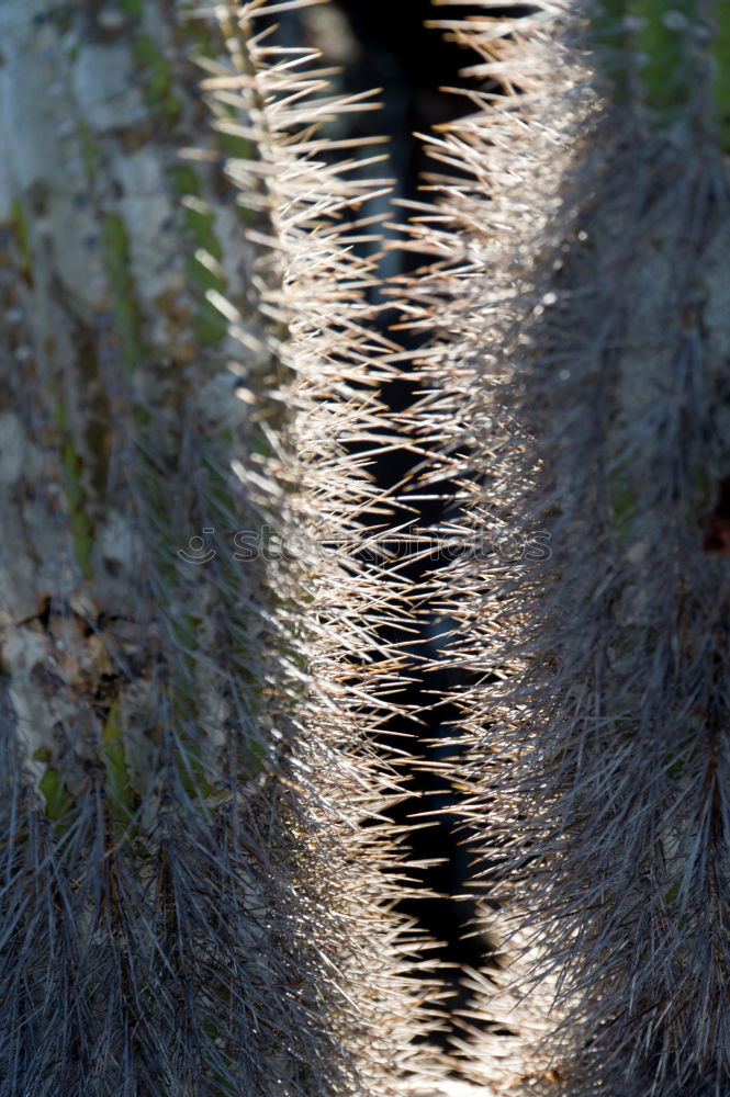 Similar – Fussgängerübergang Zebra