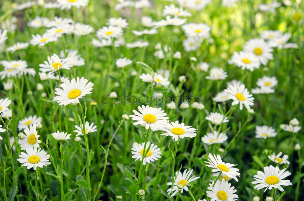 Similar – Multicolored Flowers Daisy