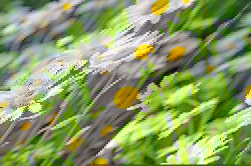 Similar – Image, Stock Photo Daffodils in the field