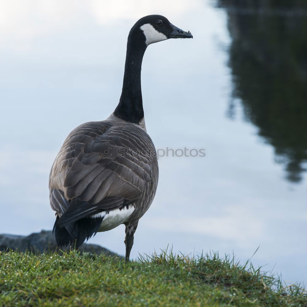 Similar – Foto Bild Tiefkühlkost….. Gans