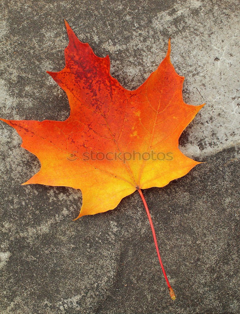 Similar – Image, Stock Photo red autumn leaf is held by hand