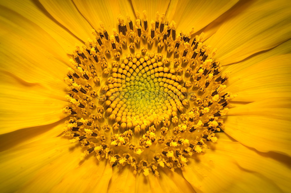 Similar – flower closeup Close-up