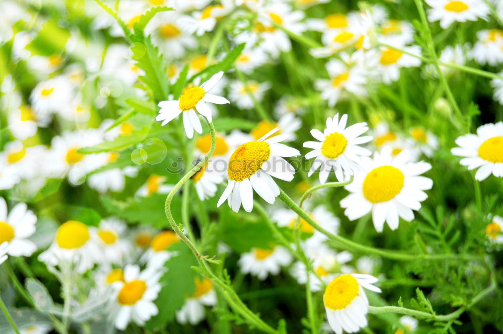 Similar – Multicolored Flowers Daisy