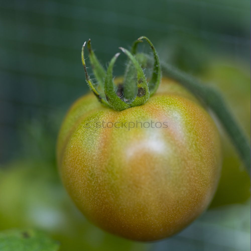 Similar – Tomate gesund Gewächshaus