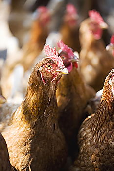 Similar – Image, Stock Photo hen close up on farm yard