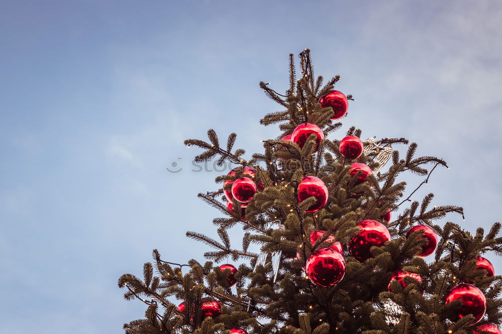 Similar – Foto Bild Blume Wand Zaun Sonne