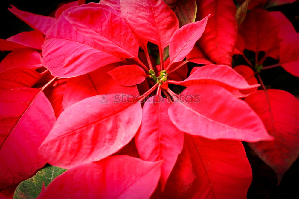 Similar – Beautiful red poinsettia