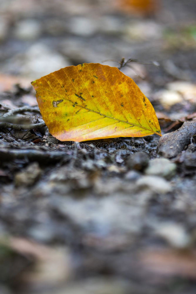 Similar – Image, Stock Photo game over Leaf Observe Lie