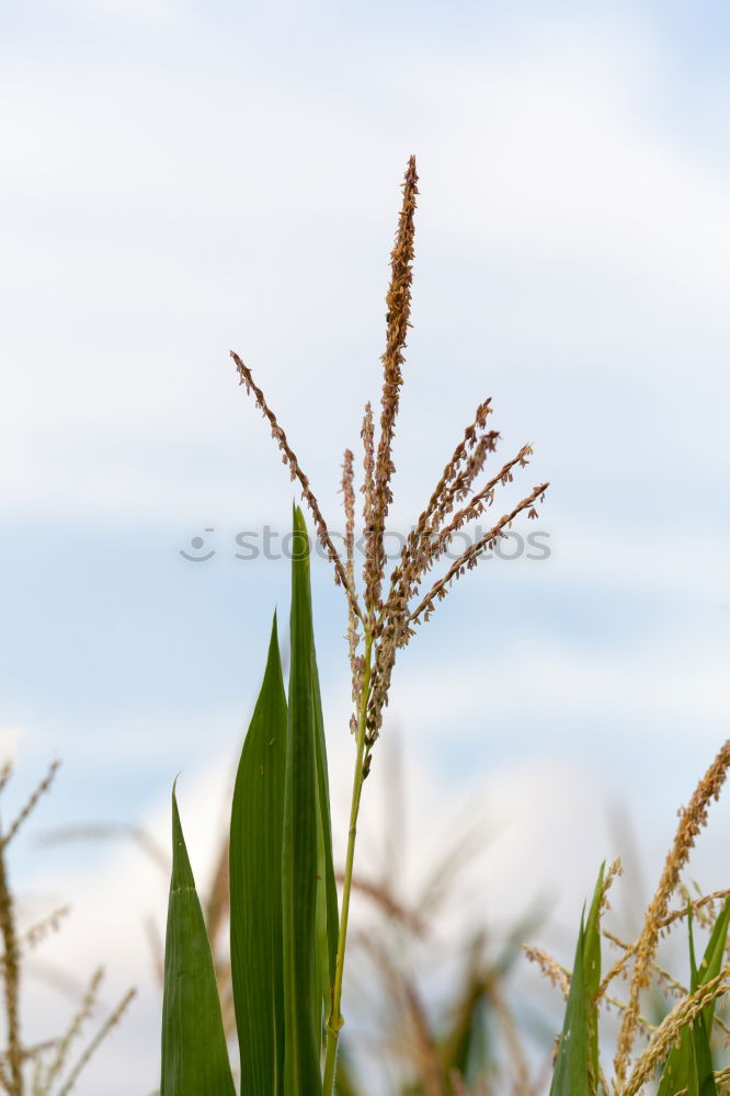 Similar – Foto Bild korn °1 Feld Sommer Korn