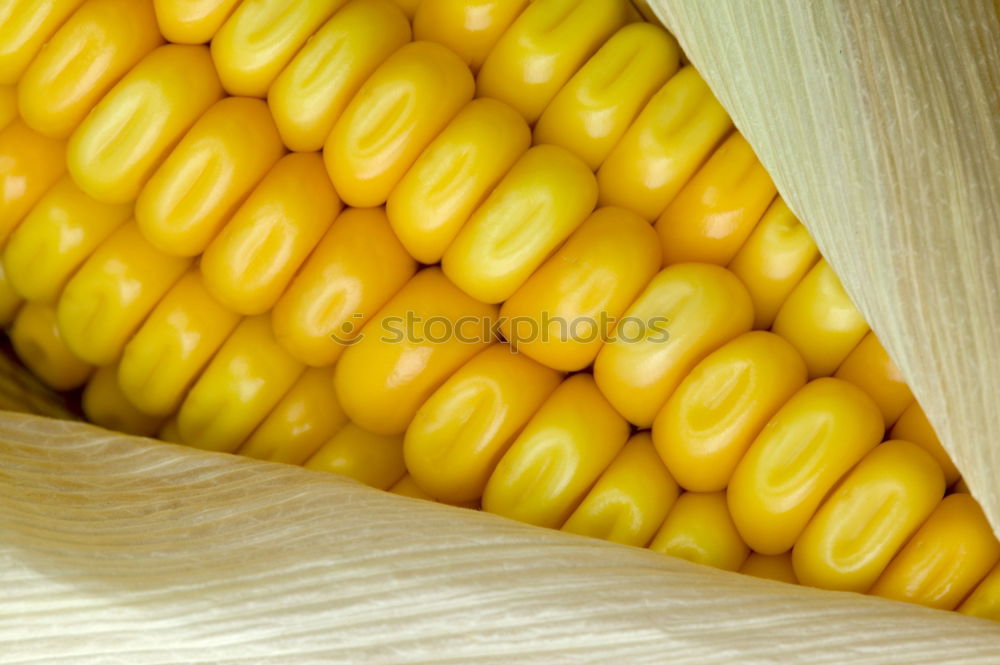 Similar – maize Maize Corn cob