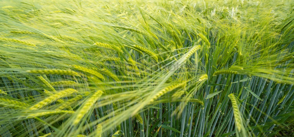 Similar – #33 Stormy barley field