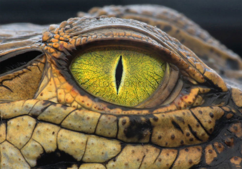 Similar – closeup of a beautiful vipera berus