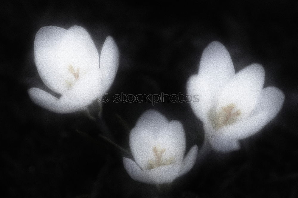 Similar – Image, Stock Photo Snowdrops (galanthus nivalis)