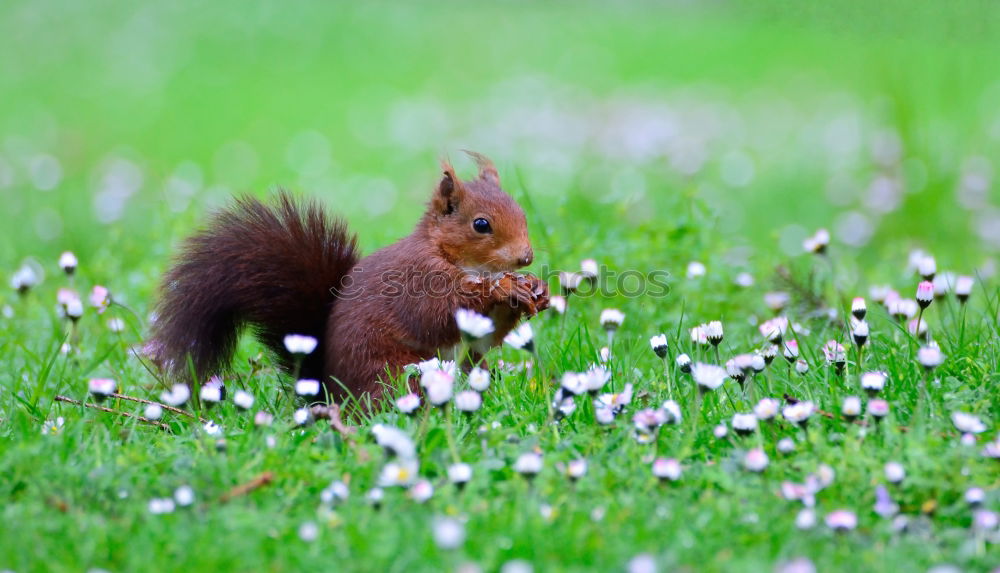 cute grey squirrel in the grass