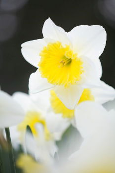 Similar – Foto Bild Kleine Sonne Umwelt Natur