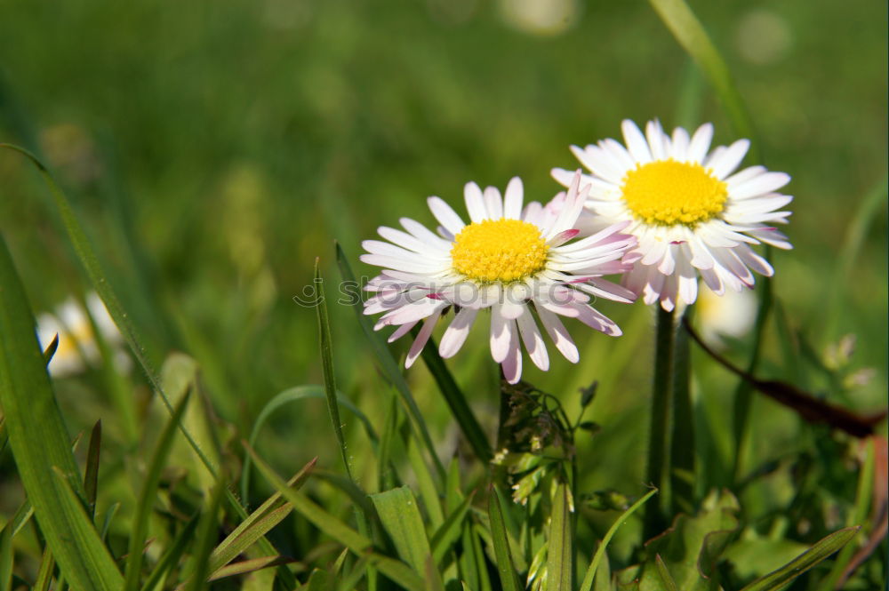 Foto Bild Angstgegner Gänseblümchen