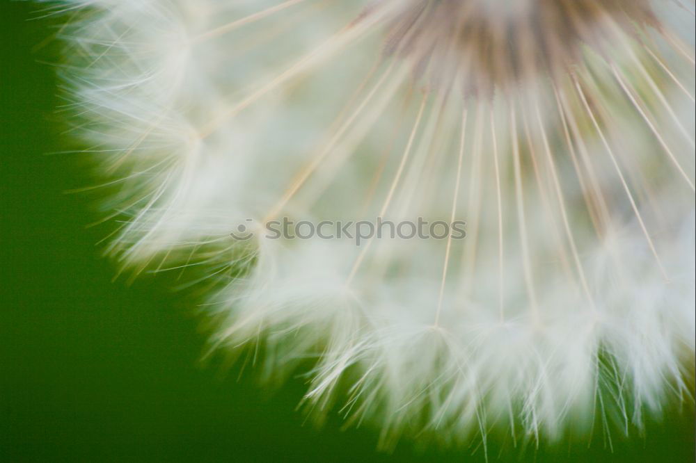 Similar – Image, Stock Photo Come cuddle… Dandelion