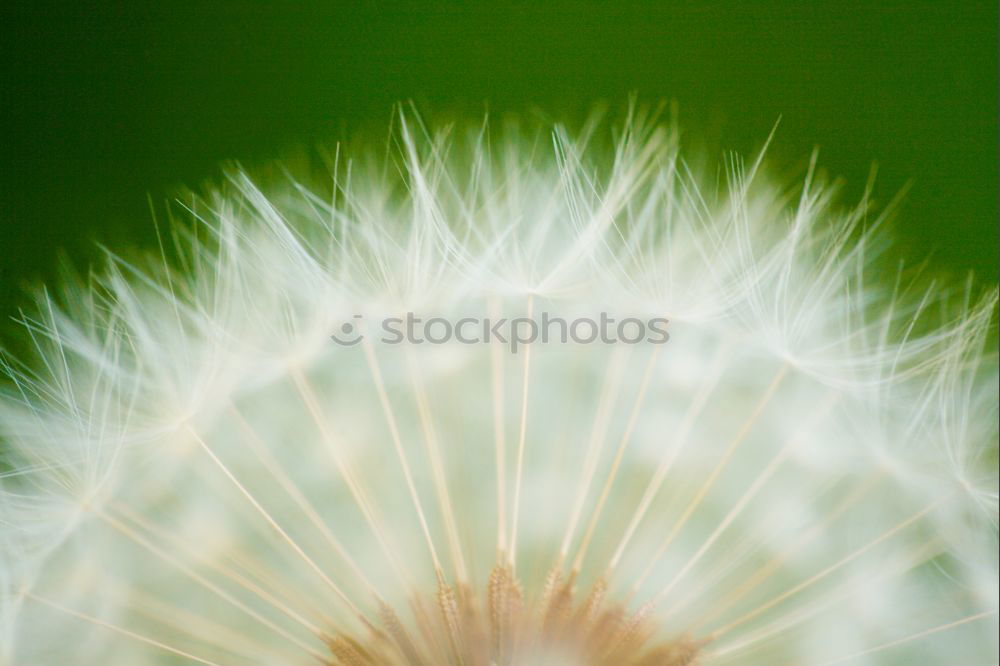 Similar – Image, Stock Photo Come cuddle… Dandelion