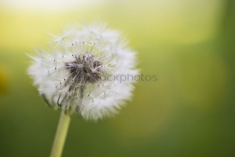 Similar – blume im wind/ Natur