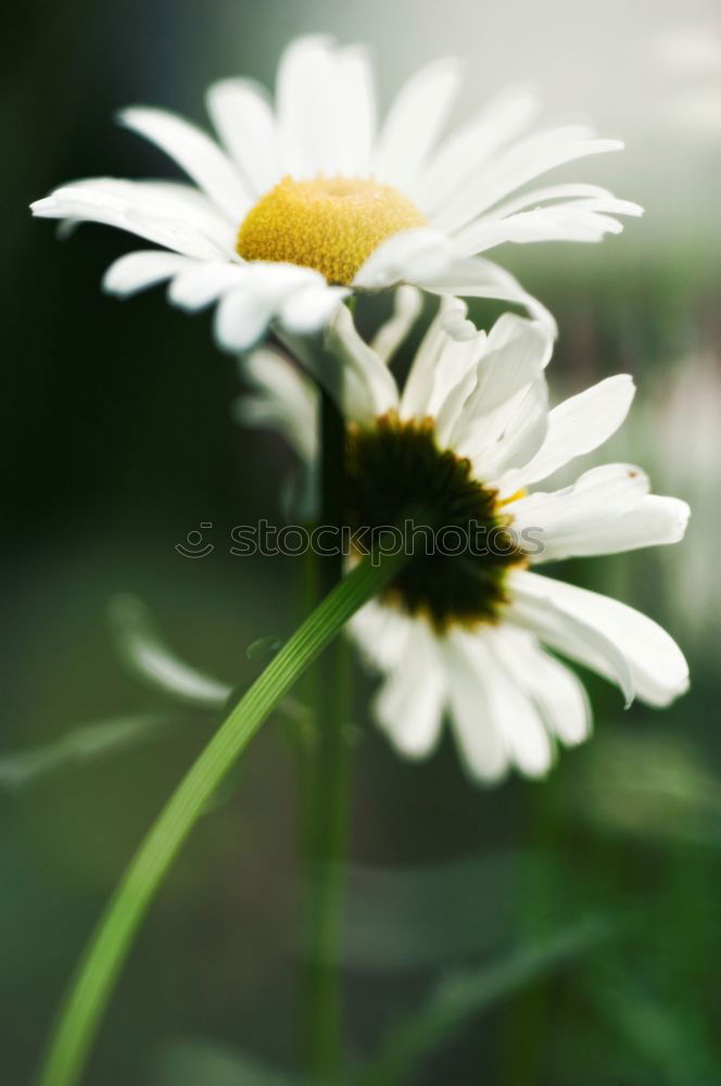 Similar – chamomile Chamomile Plant