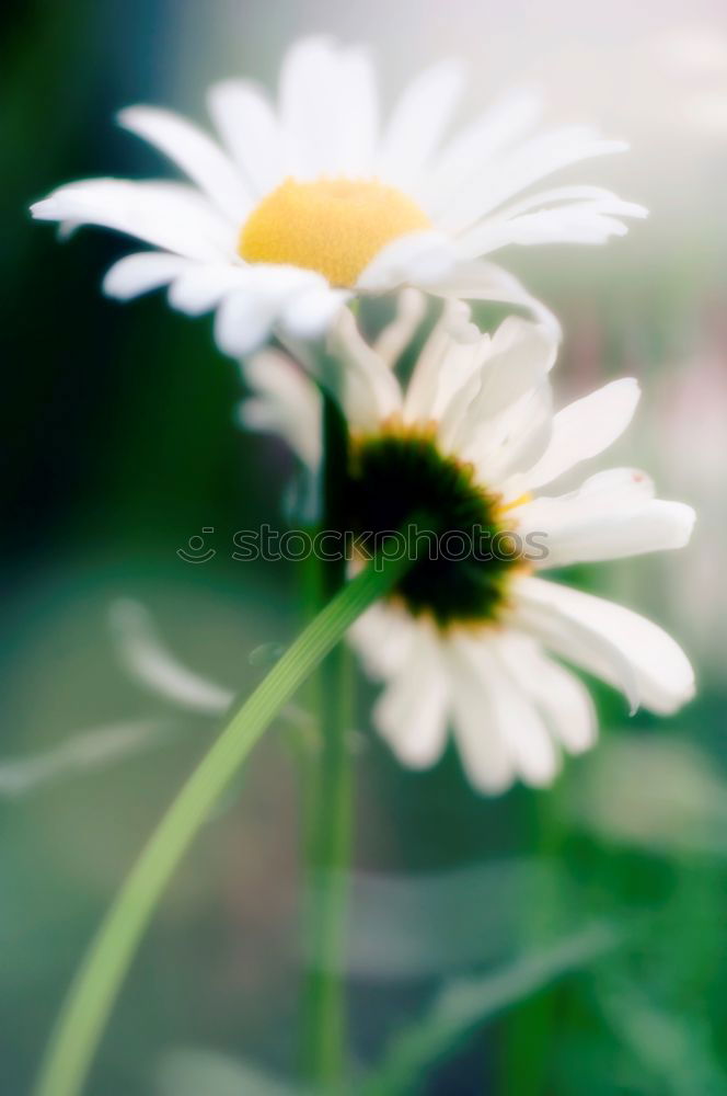 Daisies from the ant’s perspective