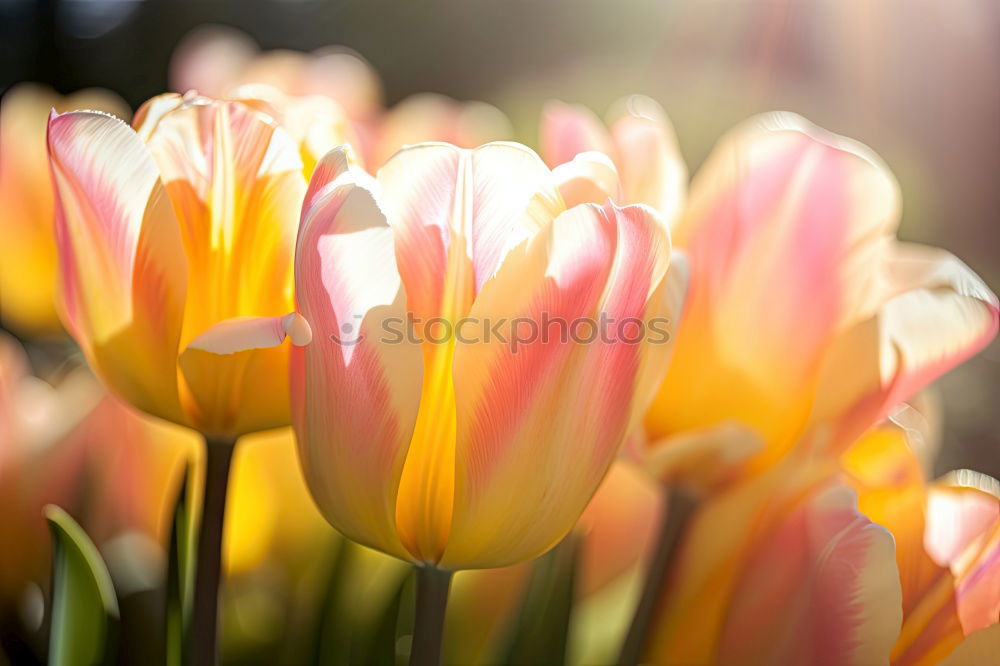 Similar – Image, Stock Photo spring awakening Flower